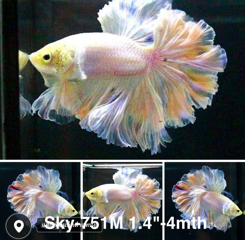 Live Male Betta Fancy Light Pastel colors Halfmoon Rosetail (Sky-751) High quality what you see what you get!!