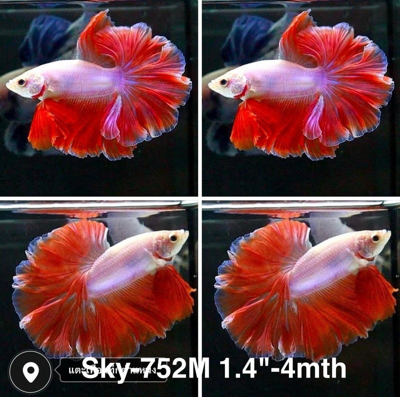 Live Male Betta Red Pink Lavender Sweet colors Halfmoon Rosetail (Sky-752) High quality what you see what you get!!