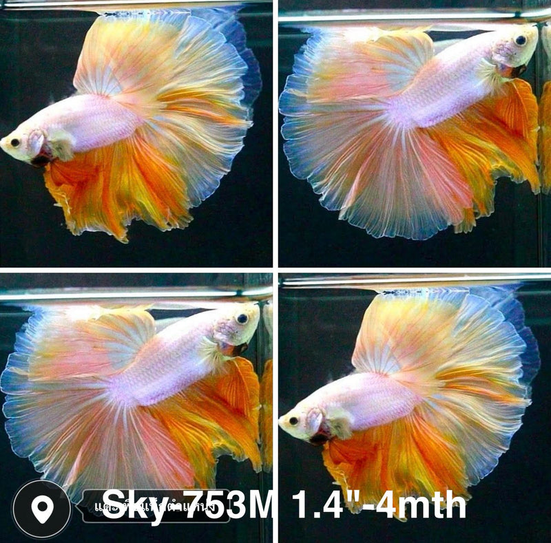 Live Male Betta Yellow Dragon  Halfmoon Rosetail (Sky-753) High quality what you see what you get!!