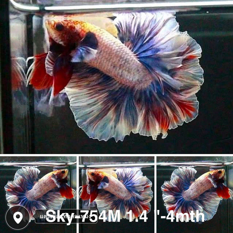 Live Male Betta Fancy Grizzle Halfmoon Rosetail (Sky-754) High quality what you see what you get!!