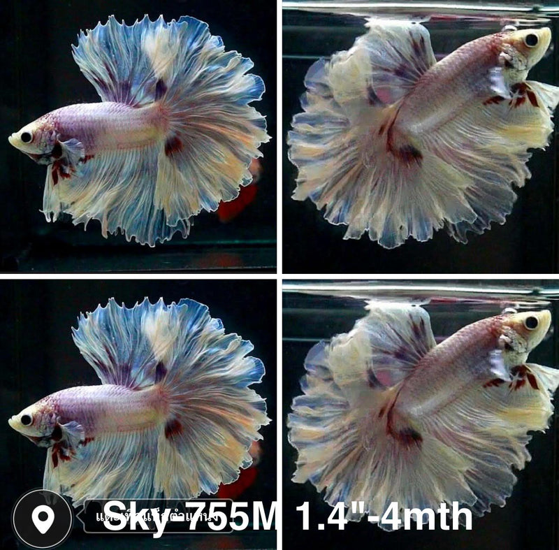 Live Male Betta Fancy Light Pastel colors Halfmoon Rosetail (Sky-755) High quality what you see what you get!!