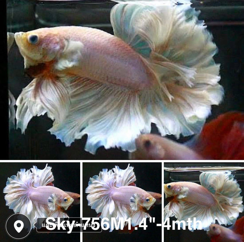 Live Male Betta Fancy Light Pastel colors Halfmoon Rosetail (Sky-756) High quality what you see what you get!!