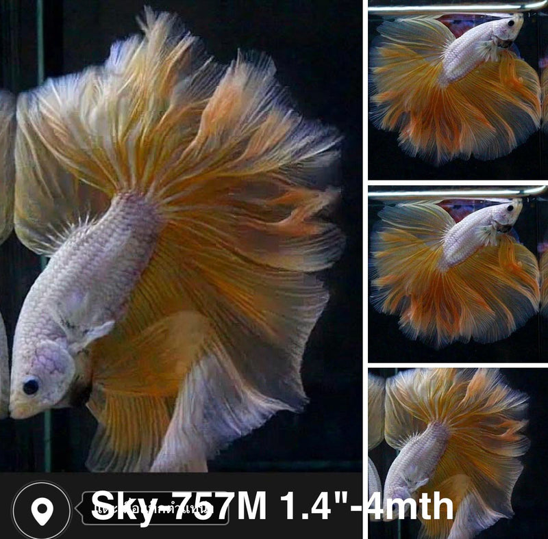 Live Male Betta Yellow Dragon Halfmoon Rosetail (Sky-757) High quality what you see what you get!!