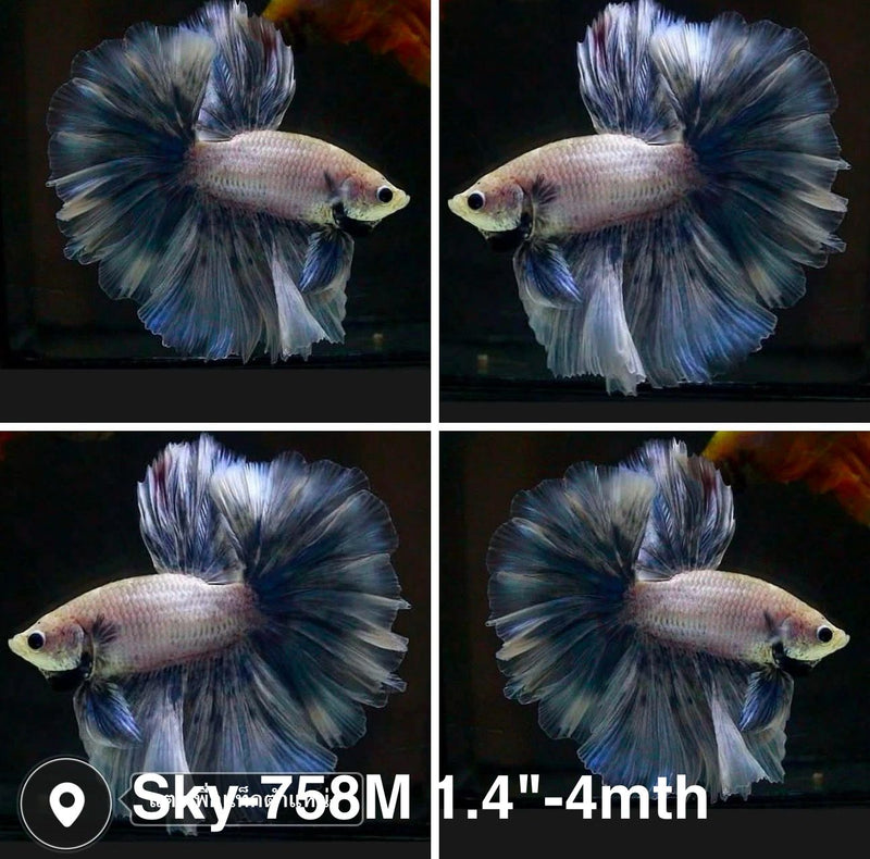 Live Male Betta Blue Grizzle Halfmoon Rosetail (Sky-758) High quality what you see what you get!!