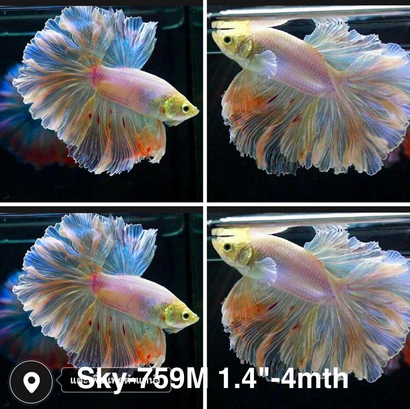 Live Male Betta Fancy Light Pastel colors Halfmoon Rosetail (Sky-759) High quality what you see what you get!!