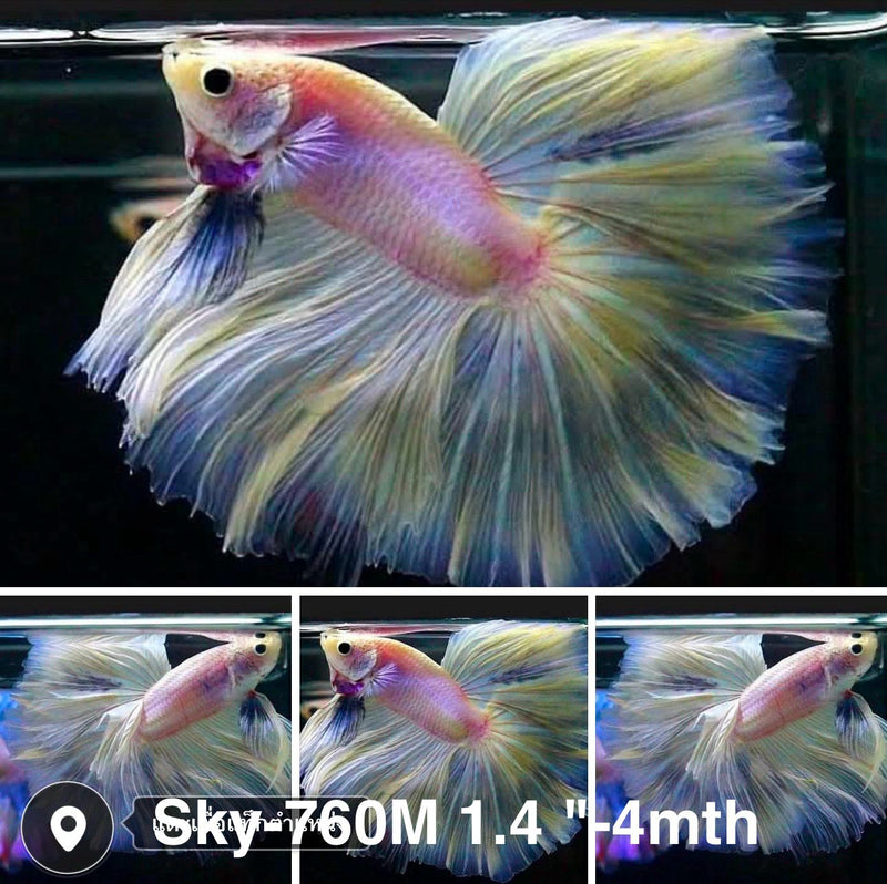 Live Male Betta Fancy Light Pastel colors Halfmoon Rosetail (Sky-760) High quality what you see what you get!!