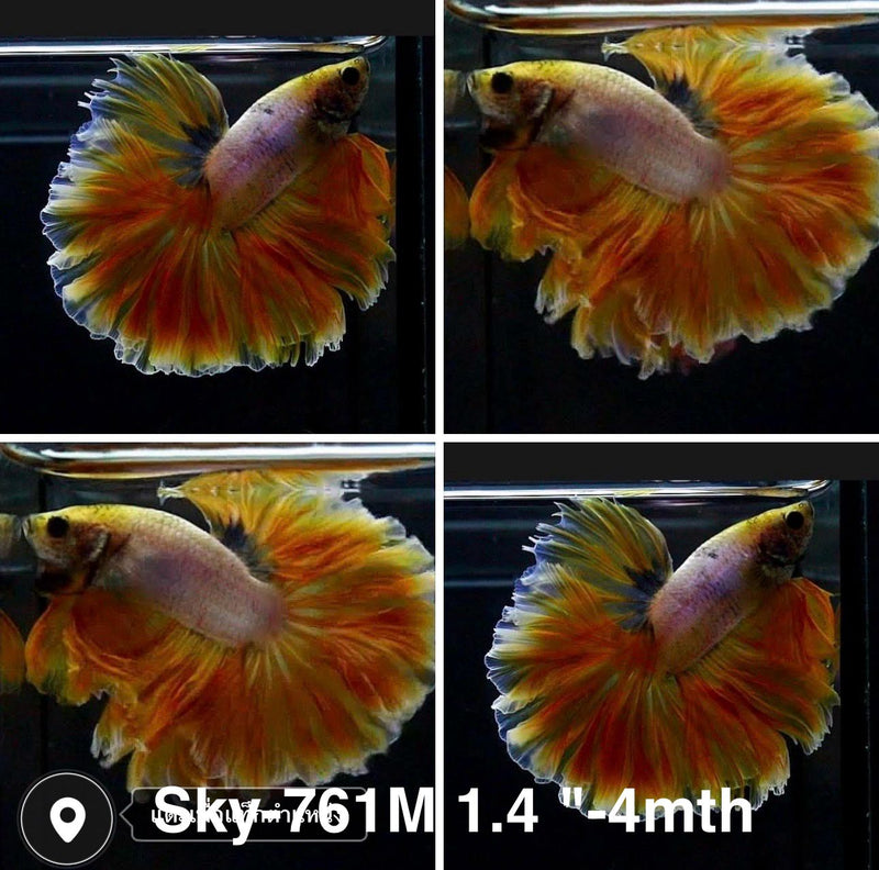 Live Male Betta Fancy Light colors Halfmoon Rosetail (Sky-761) High quality what you see what you get!!