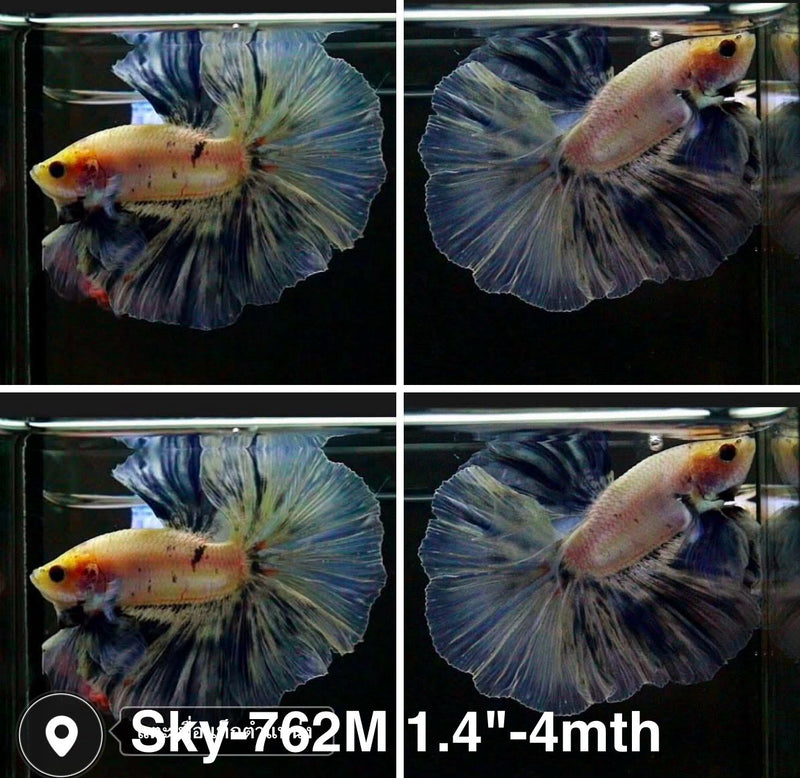 Live Male Betta Blue Grizzle Halfmoon Rosetail (Sky-762) High quality what you see what you get!!