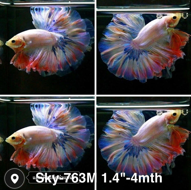 Live Male Betta Fancy Grizzle Pastel colors Halfmoon Rosetail (Sky-763) High quality what you see what you get!!