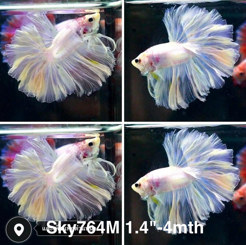 Live Male Betta Fancy Light Pastel colors Halfmoon Rosetail (Sky-764) High quality what you see what you get!!