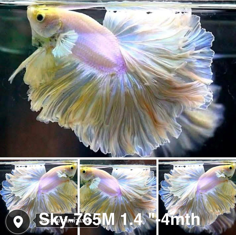 Live Male Betta Fancy Light Pastel colors Halfmoon Rosetail (Sky-765) High quality what you see what you get!!