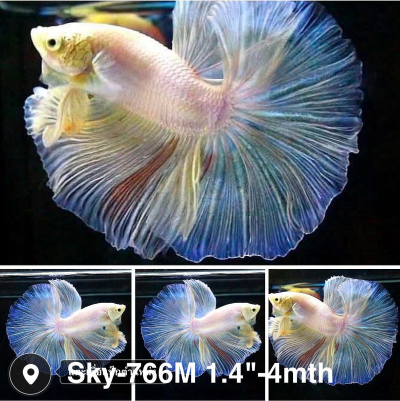 Live Male Betta Fancy Light Pastel colors Halfmoon Rosetail (Sky-766) High quality what you see what you get!!