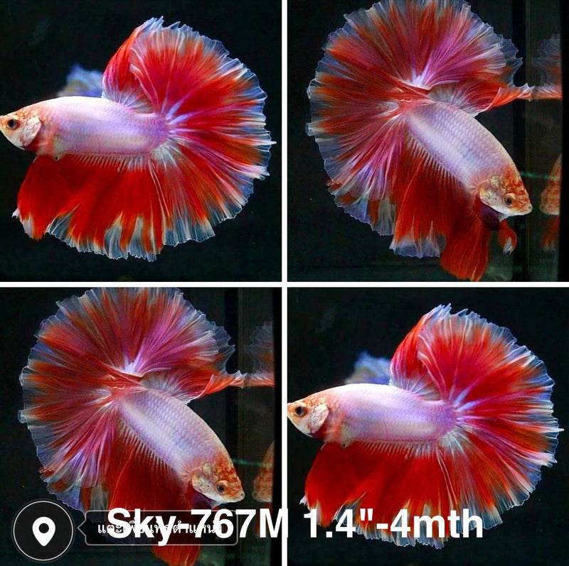 Live Male Betta Fancy Pink  Lavender Pastel colors Halfmoon Rosetail (Sky-767) High quality what you see what you get!!