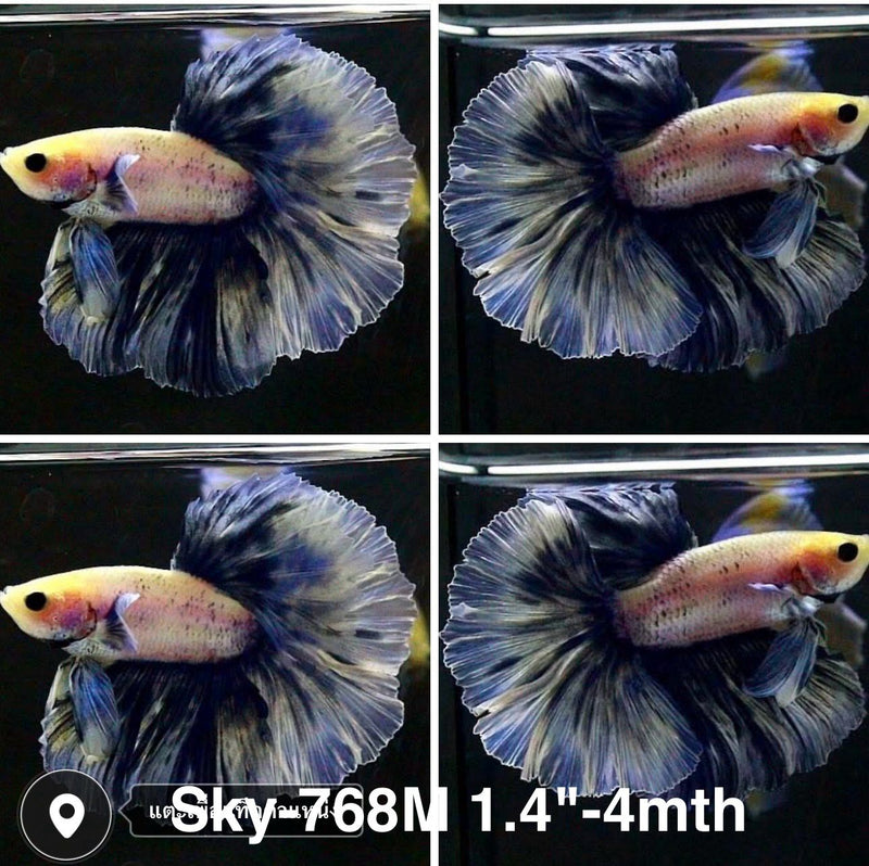 Live Male Betta Blue Grizzle Halfmoon Rosetail (Sky-768) High quality what you see what you get!!