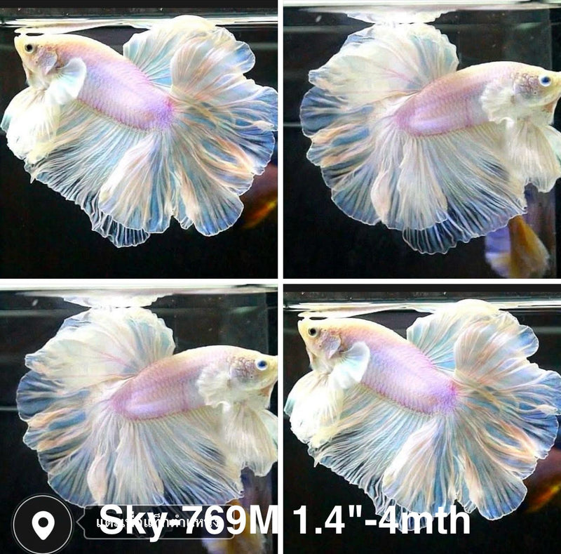 Live Male Betta Platinum white Halfmoon Rosetail (Sky-769) High quality what you see what you get!!