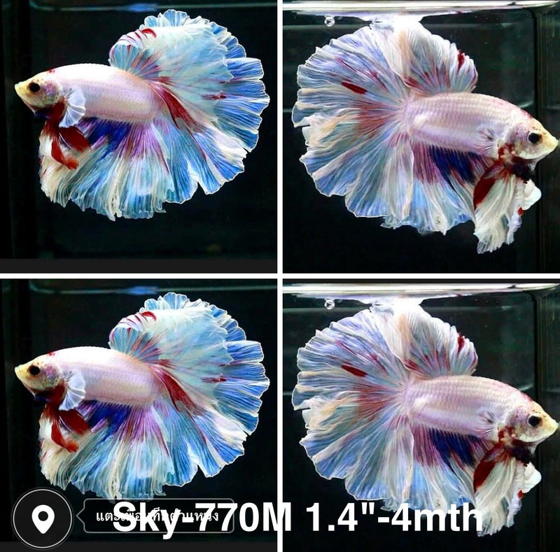 Live Male Betta Fancy Purple Sweet colors Halfmoon Rosetail (Sky-770) High quality what you see what you get!!