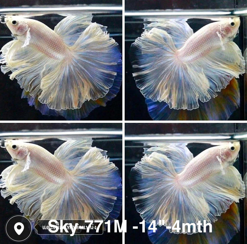 Live Male Betta Platinum white Halfmoon Rosetail (Sky-771) High quality what you see what you get!!