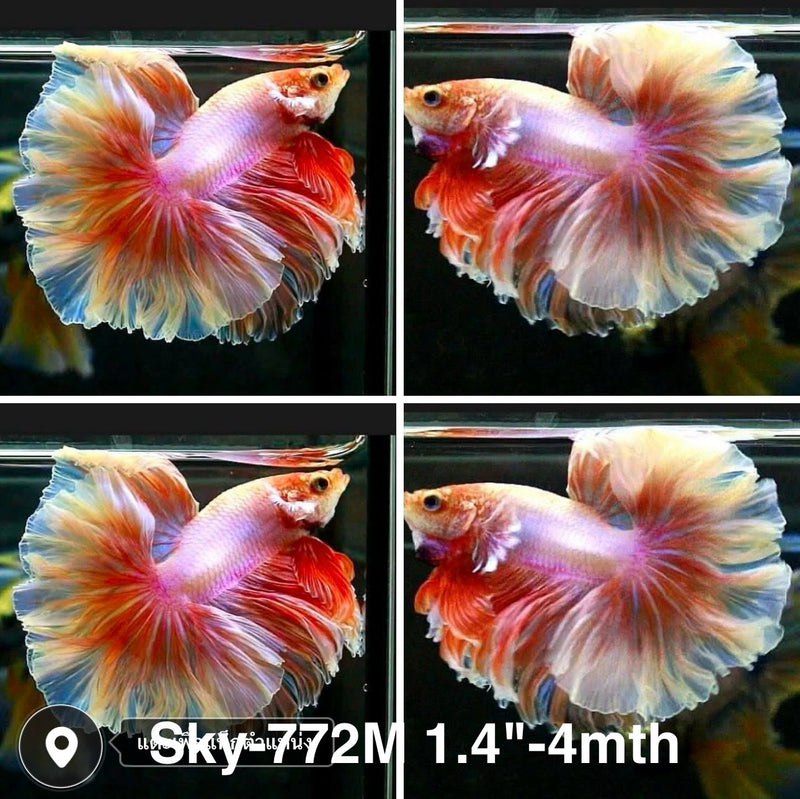 Live Male Betta Purple Pink Salamander Halfmoon Rosetail (Sky-772) High quality what you see what you get!!