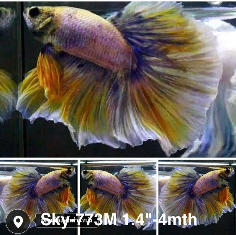 Live Male Betta Fancy Yellow Blue Grizzle Halfmoon (Sky-773) High quality what you see what you get!!