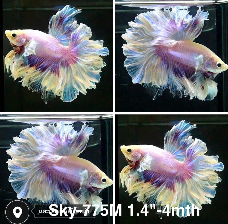 Live Male Betta Fancy Purple Light Colors Halfmoon Rosetail (Sky-775) High quality what you see what you get!!