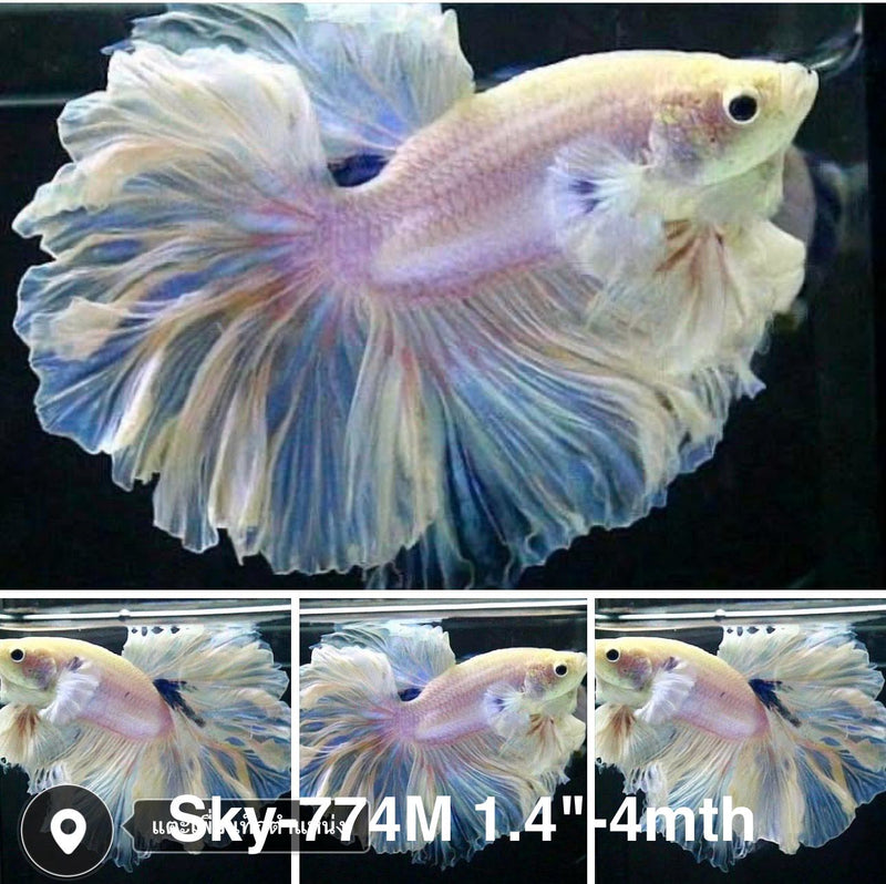 Live Male Betta Fancy Light Colors Halfmoon Rosetail (Sky-774) High quality what you see what you get!!