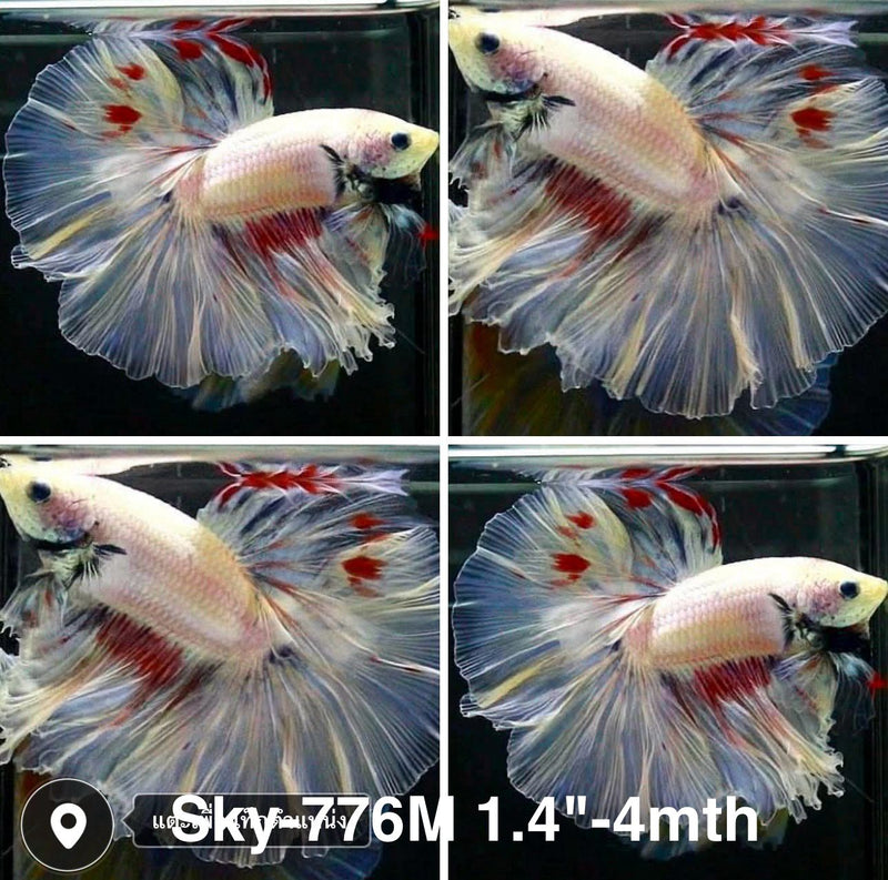 Live Male Betta Fancy Light Colors Halfmoon (Sky-776) High quality what you see what you get!!