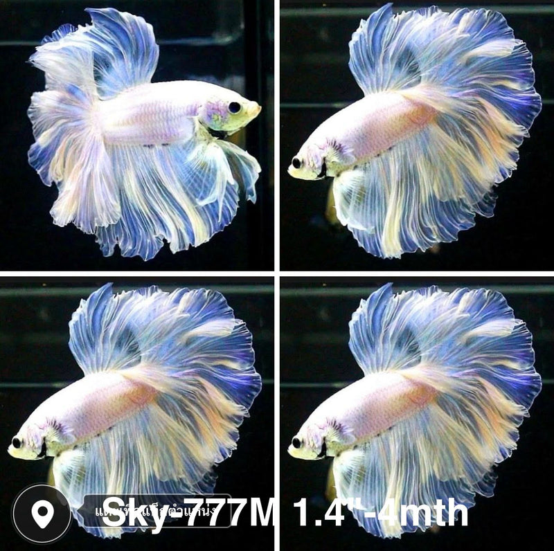 Live Male Betta Fancy Light Colors Halfmoon Rosetail (Sky-777) High quality what you see what you get!!