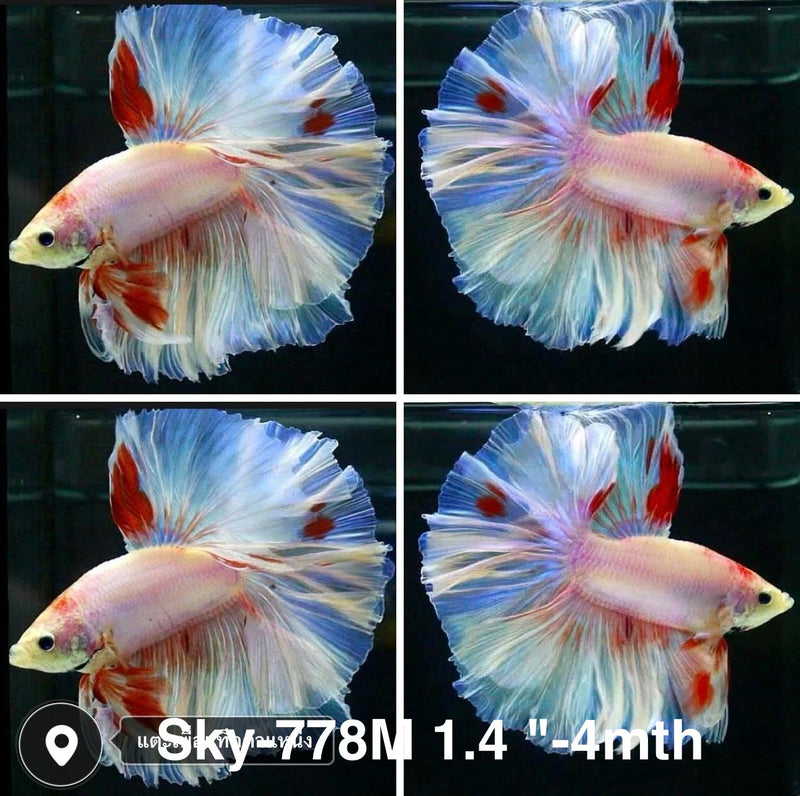Live Male Betta Fancy Light Colors Over Halfmoon (Sky-778) High quality what you see what you get!!