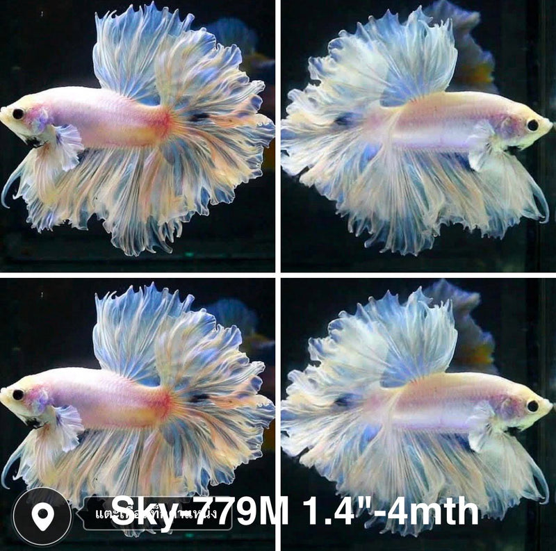 Live Male Betta Fancy Light Colors Halfmoon Rosetail (Sky-779) High quality what you see what you get!!