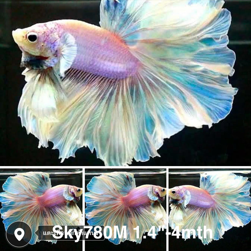 Live Male Betta Fancy Light Pastel Colors Halfmoon (Sky-780) High quality what you see what you get!!