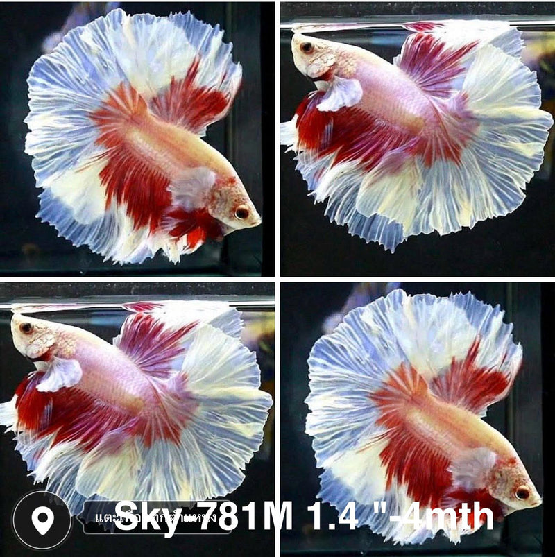 Live Male Betta Purple Pink Butterfly Halfmooon Rosetail (Sky-781) High quality what you see what you get!!