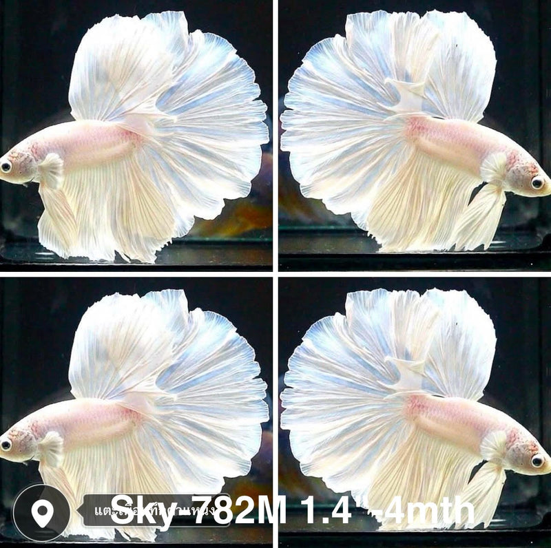 Live Male Betta Platinum white Halfmooon Rosetail (Sky-782) High quality what you see what you get!!