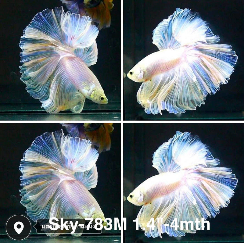 Live Male Betta Fancy Light Pastel colors Halfmooon Rosetail (Sky-783) High quality what you see what you get!!
