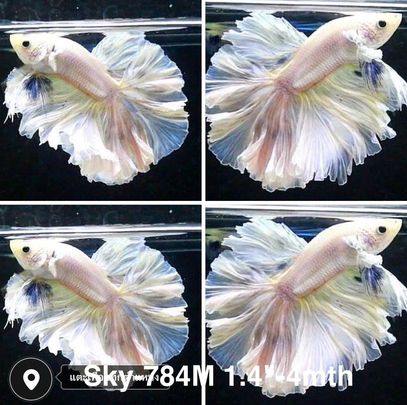 Live Male Betta Fancy Light Pastel colors Halfmooon Rosetail (Sky-784) High quality what you see what you get!!