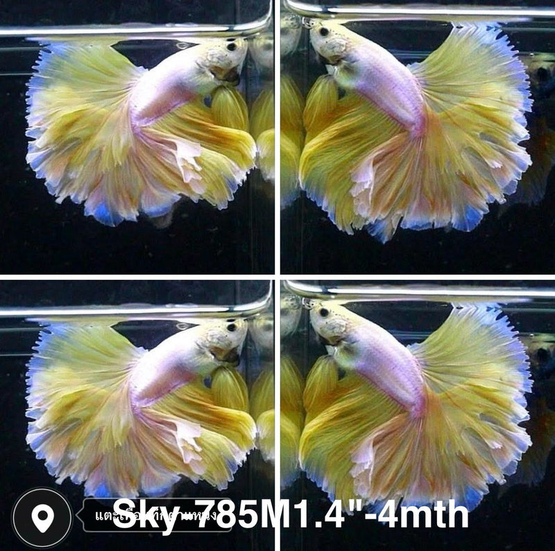 Live Male Betta Fancy Yellow Light Pastel colors Halfmoon Rosetail (Sky-785) High quality what you see what you get!!
