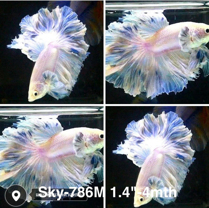 Live Male Betta Fancy Blue Grizzle Halfmoon Rosetail (Sky-786) High quality what you see what you get!!