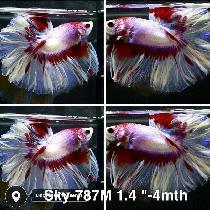Live Male Betta Red Pink Butterfly Halfmoon Rosetail (Sky-787) High quality what you see what you get!!