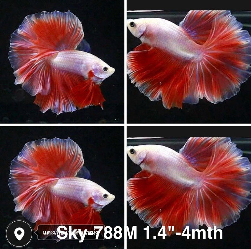 Live Male Betta Red Pink Bi-colors Over Halfmoon  (Sky-788) High quality what you see what you get!!