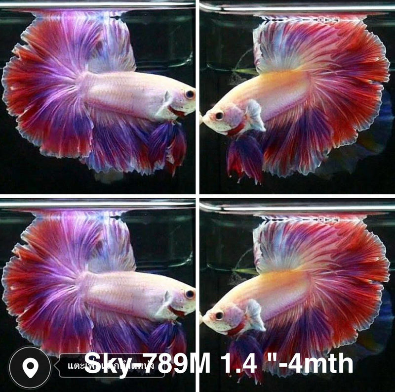 Live Male Betta Purple Pink Sweet colors Halfmoon Rosetail (Sky-789) High quality what you see what you get!!