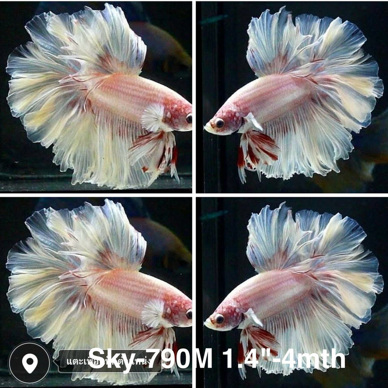 Live Male Betta Fancy Light Pastel colors Halfmoon Rosetail (Sky-790) High quality what you see what you get!!