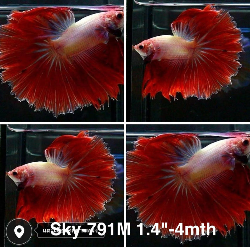 Live Male Betta Fancy Red Bicolors Halfmoon Rosetail (Sky-791) High quality what you see what you get!!