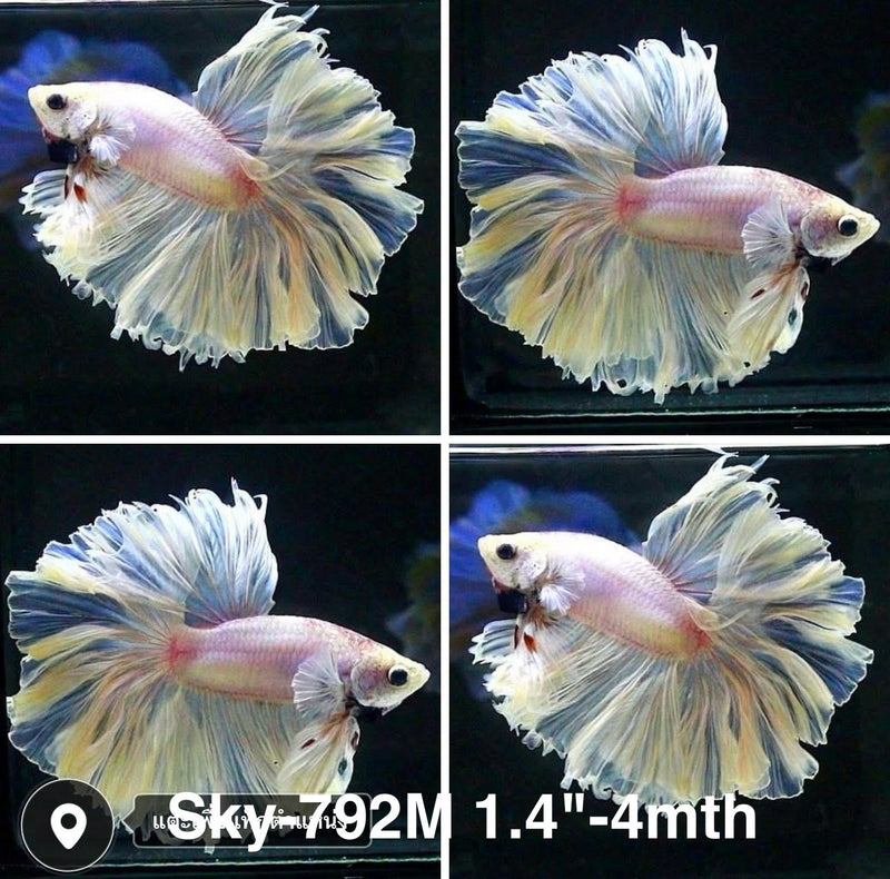 Live Male Betta Fancy Blue Light Halfmoon Rosetail (Sky-792) High quality what you see what you get!!