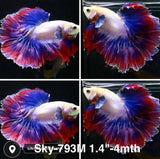 Live Male Betta Fancy Mascot Halfmoon (Sky-793) High quality what you see what you get!!