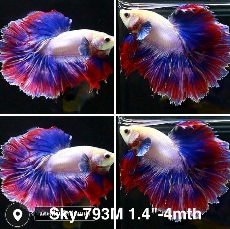 Live Male Betta Fancy Mascot Halfmoon (Sky-793) High quality what you see what you get!!