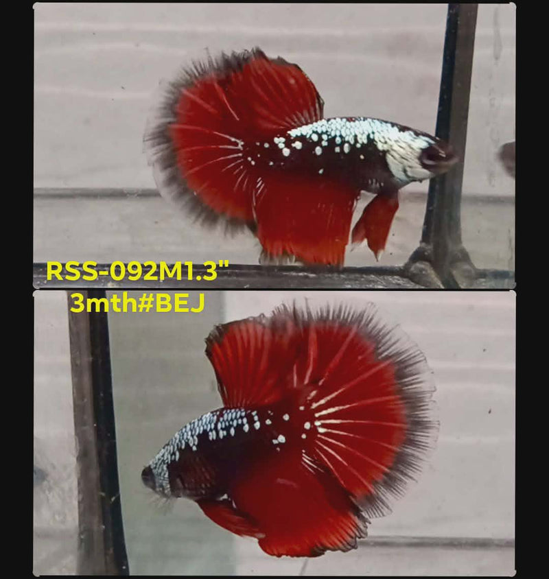 Live Male Betta Red Samurai Halfmooon(RSS-092) High quality what you see what you get!!
