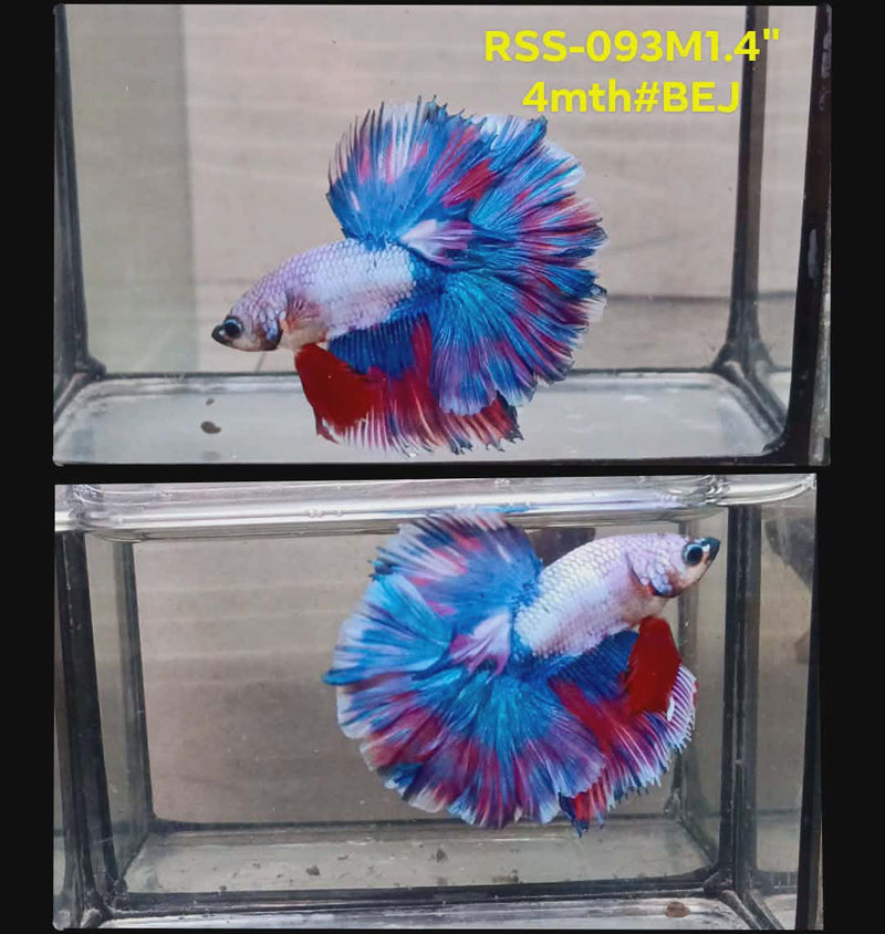 Live Male Betta Fancy Marble Halfmooon(RSS-093) High quality what you see what you get!!