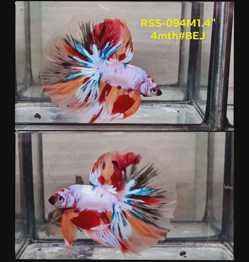 Live Male Betta Candy Marble Over Halfmooon(RSS-094) High quality what you see what you get!!