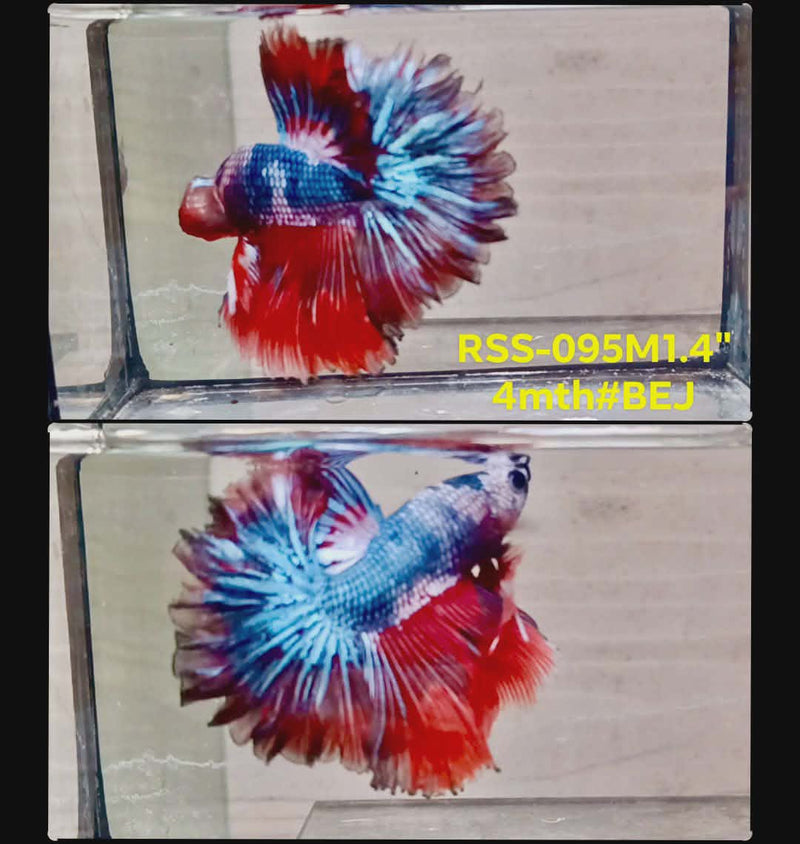 Live Male Betta Fancy Marble Over Halfmooon(RSS-095) High quality what you see what you get!!