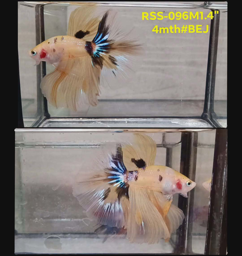 Live Male Betta Yellow Tiger Koi Halfmooon(RSS-096) High quality what you see what you get!!