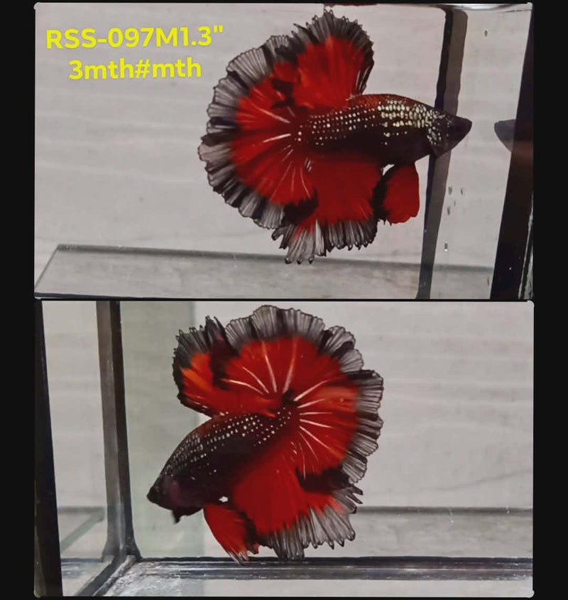 Live Male Betta Red Samurai Halfmooon Rosetail (RSS-097) High quality what you see what you get!!